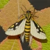 Peachtree borer moth