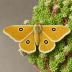 Pale eggar moth