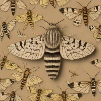 Pine processionary moth