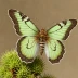 Pandora pinemoth
