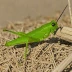 Packard's Grasshopper (Melanoplus packardii)