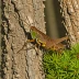 Pine Tree Spur-throat Grasshopper (Melanoplus punctulatus)