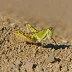 Pallid-winged Grasshopper (Trimerotropis pallidipennis)