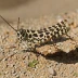 Panther-spotted Grasshopper (Poecilotettix pantherinus)
