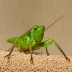Praxibulus scabricollus
