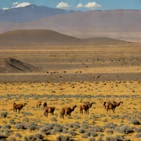 Puna Steppe (Altiplano)