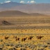 Puna Steppe (Altiplano)