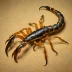 Parabuthus villosus
