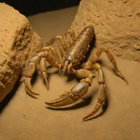 Pseudouroctonus reddelli