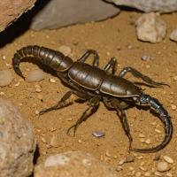 Parascorpiops montanus