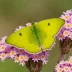 Pink-edged Sulphur