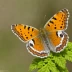 Psyche Butterfly