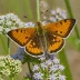 Peck's Skipper