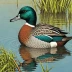 Puna Teal