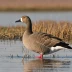 Pink-footed Goose