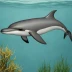 Peale's Dolphin