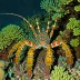 Pronghorn spiny lobster (Panulirus penicillatus)
