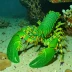 Pacific green spiny lobster (Panulirus gracilis)