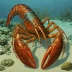 Palinurus barbarae
