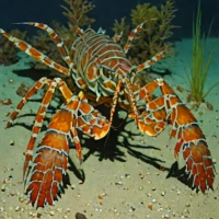 Parker's spiny lobster (Projasus parkeri)