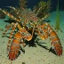 Parker's spiny lobster (Projasus parkeri)