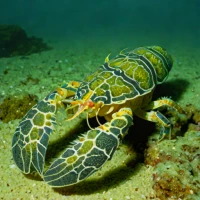Pacific slipper lobster (Evibacus princeps)