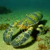 Pacific slipper lobster (Evibacus princeps)