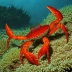 Pelagic red crab (Pleuroncodes planipes)