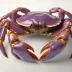 Purple Mud Crab