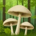 Parasol Mushroom
