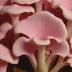 Pink Oyster