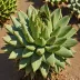 Pelecyphora strobiliformis (Artichoke)