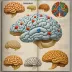 Paxinos & Watson Rat Brain Atlas
