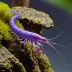 Purple Climbing Shrimp