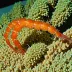 Processid Shrimp