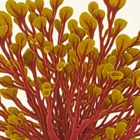 Pterocladia capillacea
