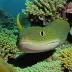Pink-lipped moray