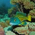 Peacock moray