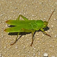 Piedmont grasshopper (Chorthippus cialancensis)