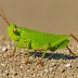 plump-headed grasshopper (Chorthippus crassiceps)