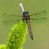 Pygmy percher (Nannophya pygmaea)
