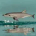 Pacific Hump-backed Dolphin (Sousa pacifica)