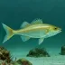 Pallid Bristlemouth
