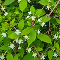 Pileostegia viburnoides (Tanglehead)