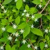 Pileostegia viburnoides (Tanglehead)