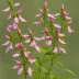 Pink Turtlehead