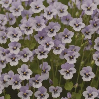 Pale Violet