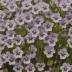 Pale Violet