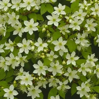 Philadelphus coronarius