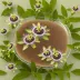 Passionflower Tea